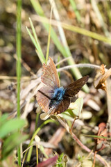 brauner Schmetterling mit blauen Haaren