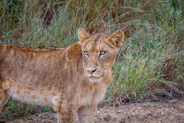 Young Lion looking in the Kruger.