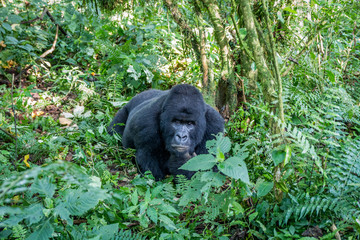 Silverback Mountain gorilla laying on the ground.