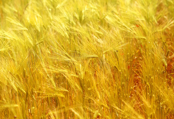 Photo of a macro field of rye
