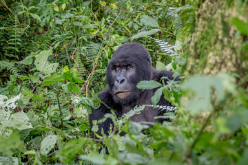 Close up of a Silverback Mountain gorilla.