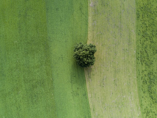 Aerial view of isolated tree