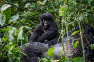 Fototapeta premium Close up of a baby Mountain gorilla.