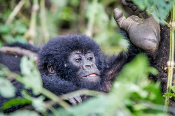 Close up of a baby Mountain gorilla.