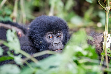 Close up of a baby Mountain gorilla.