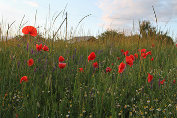 A lot of blooming scarlet poppies against the background of the summer evening sky. Countryside rural landscape with poppies