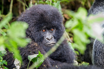 Close up of a baby Mountain gorilla.
