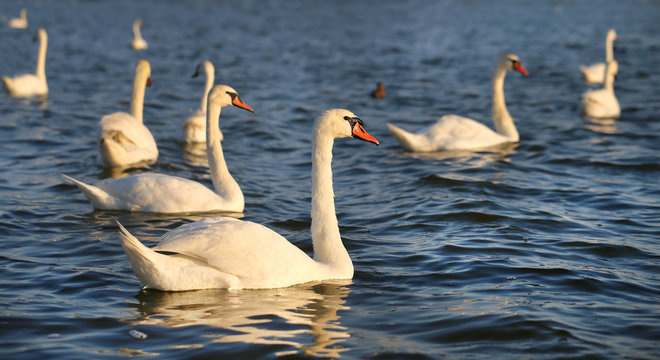 Photo of wonderful swans