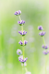 Naklejka premium Blossoming of lilac lavender flower in green grass at summer time, natural floral seasonal background