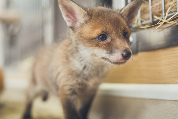 Obraz premium Young rescued fox cubs