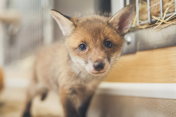Young rescued fox cubs © kevin