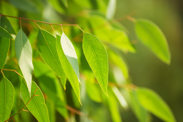 Eucalyptus green leaves abstract background with sun shining and copy space