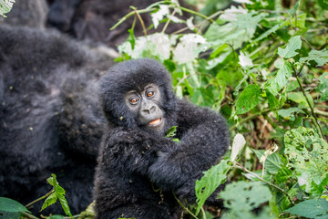 Close up of a baby Mountain gorilla.