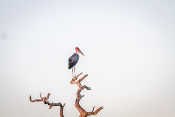 Marabou stork standing in a dead tree.