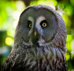Close up of a great grey owl with beautiful yellow eyes and orange beak with a blurred green background of trees and a vignette.