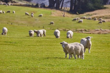 Fototapeta na wymiar Sheep in the grass