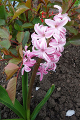 Flowers of a pink hyacinth