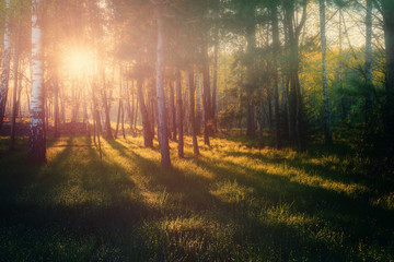 Sunrise in summer forest