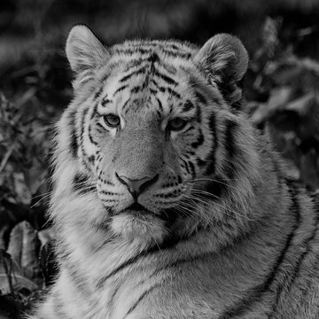 Black and white close up of an Amur tiger face, relaxing in the grass showing its beautiful stripes. With space for text. 