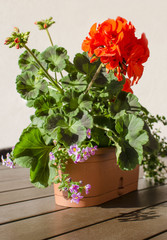 Geranium flower