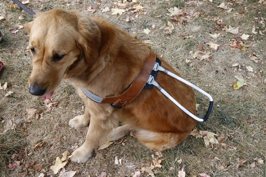 Blind person's help dog.