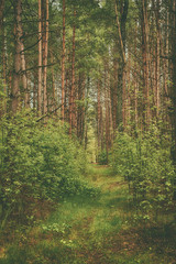 Dark moody forest with path and green trees, natural outdoor vintage background