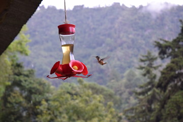 Colibri alimentandose