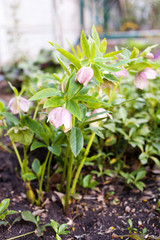Blooming perennial garden plant, medicinal herb Helleborus odorus. Selective focus.