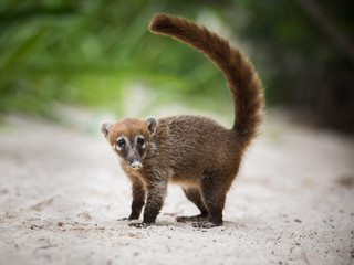 Coati, Mexique, Riviera Maya