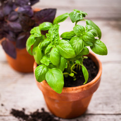 Basil. Sweet Basil in Flower Pot. Selective focus. 