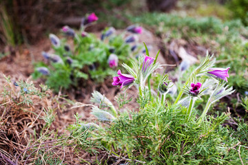 Spring Pasque flowers - Pulsatilla patens, Rock lily in the garden. Selective focus.