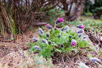 Spring Pasque flowers - Pulsatilla patens, Rock lily in the garden. Selective focus.