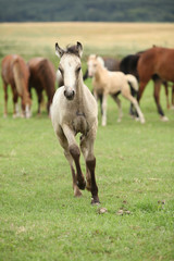 Amazing welsh part-bred foal