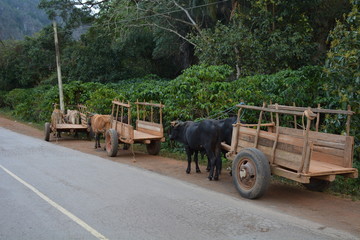 char à Bœufs