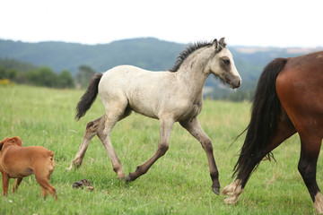 Fototapeta na wymiar Amazing welsh part-bred foal