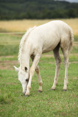 Fototapeta na wymiar Amazing welsh part-bred foal