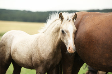 Obraz premium Amazing welsh part-bred foal