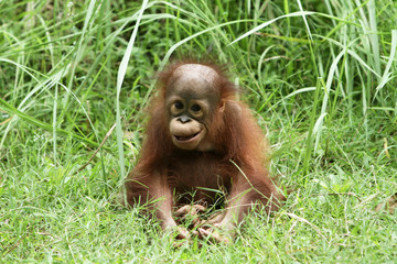 smile ape © Pitokung