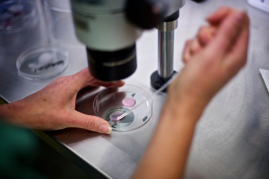 IVF