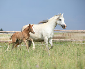 Amazing foal with its mother