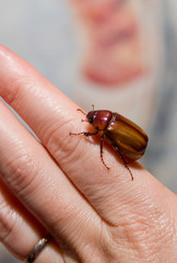 Coléoptère marron