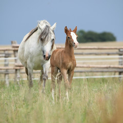 Amazing foal with its mother