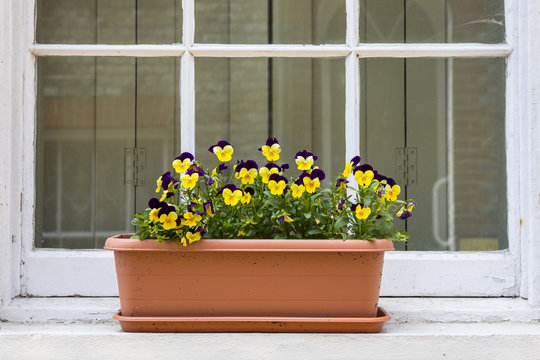 Pansies on a Window Sill