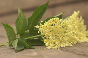 elder flower on the table