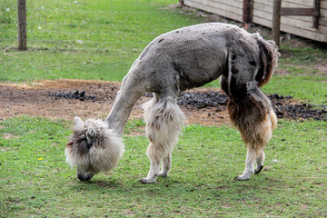 Naklejka na ściany i meble alpaca and llama with funny hairstyle