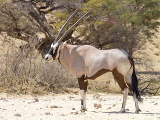 An Oryx (Gemsbok) photographed in the Kgalagadi Transfrontier National Park situated between South Africa, Namibia, and Botswana.