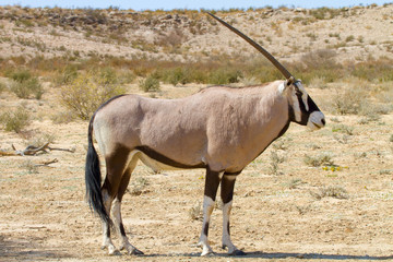 Oryx (Gemsbok) photographed in the Kgalagadi Transfrontier National Park between South Africa, Namibia, and Botswana.