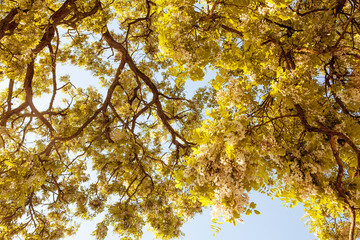 forest trees. nature green wood sunlight backgrounds