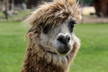 alpaca and llama with funny hairstyle