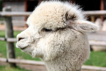 Fototapeta premium alpaca and llama with funny hairstyle
